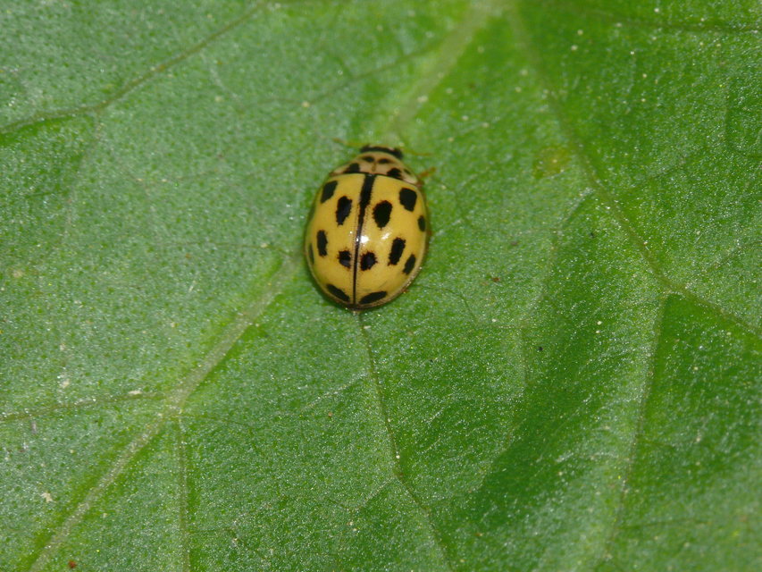 Propylea quatuordecimpunctata - tizennégypettyes füsskata