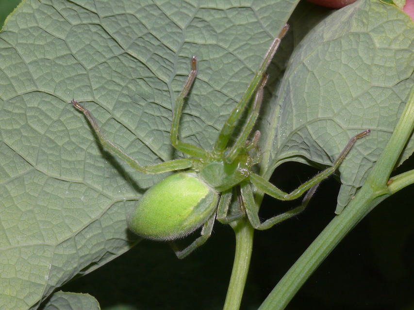 Micrommata virescens - hunyópók