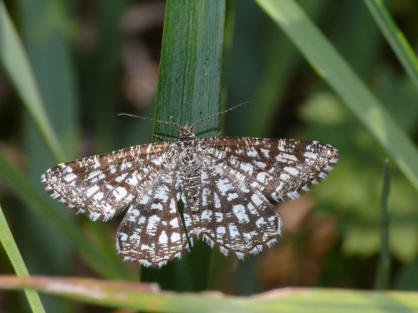 Chiasmia clathrata - rácsos rétiaraszoló