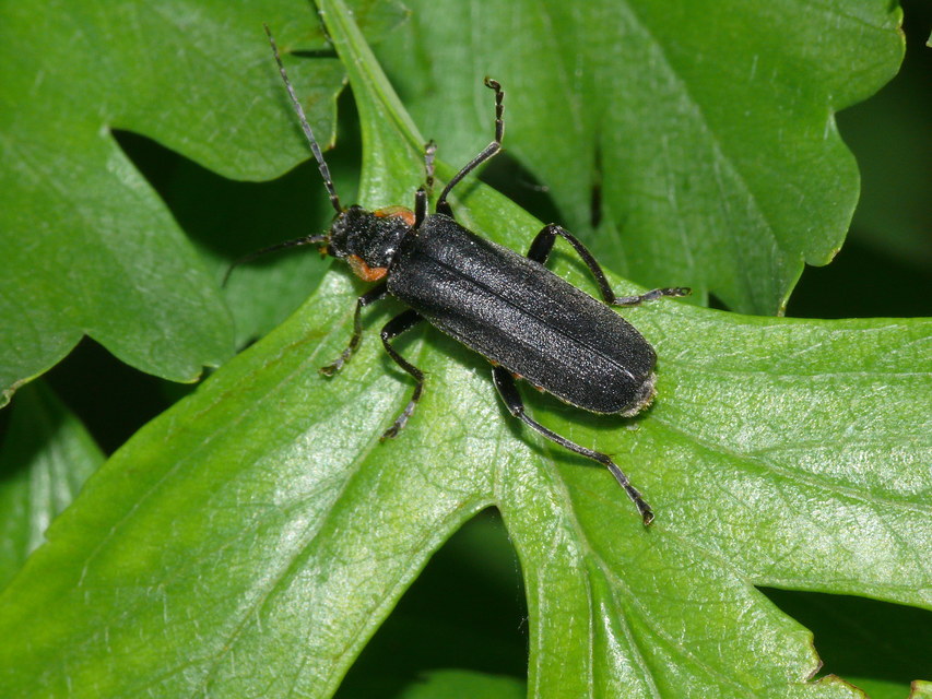 Cantharis paradoxa