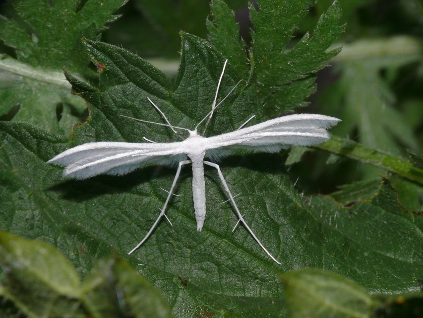 Pterophorus pentadactyla - fehér tollasmoly