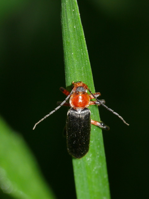 Cantharis livida - mezei lágybogár