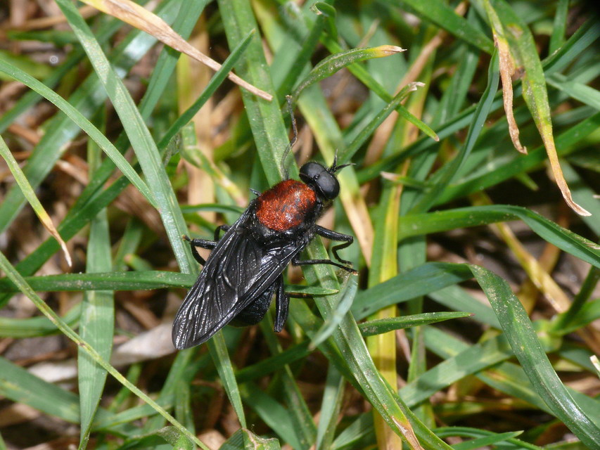 Clitellaria ephippium - tüskéshátú légy