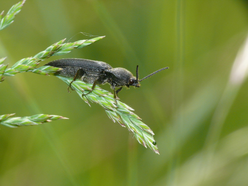 Elateridae - pattanóbogárfélék