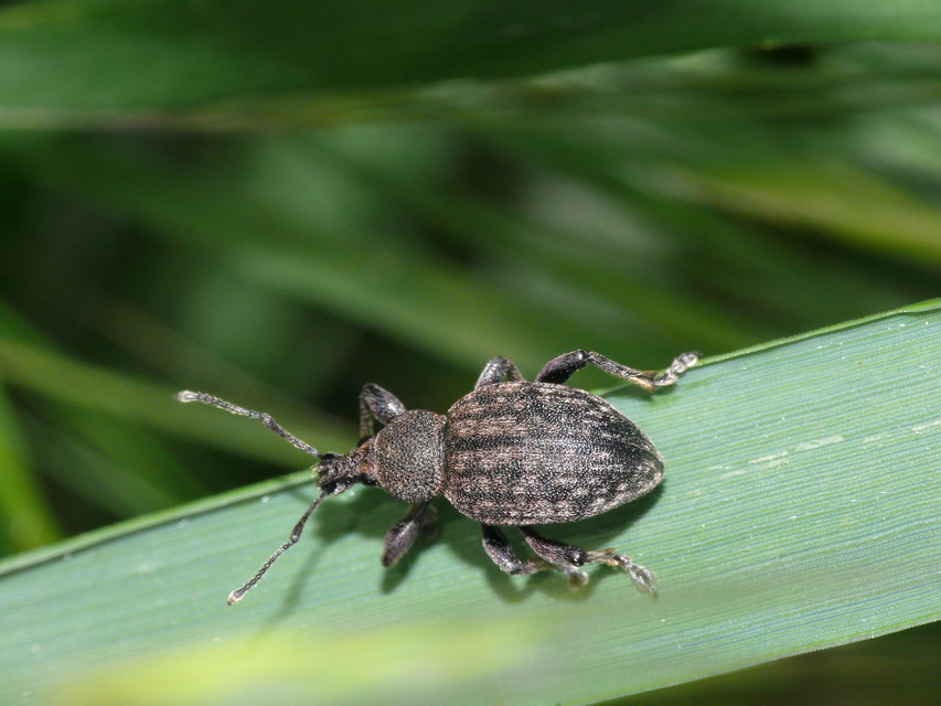 Otiorhynchus ligustici - vincellér-gyalogormányos