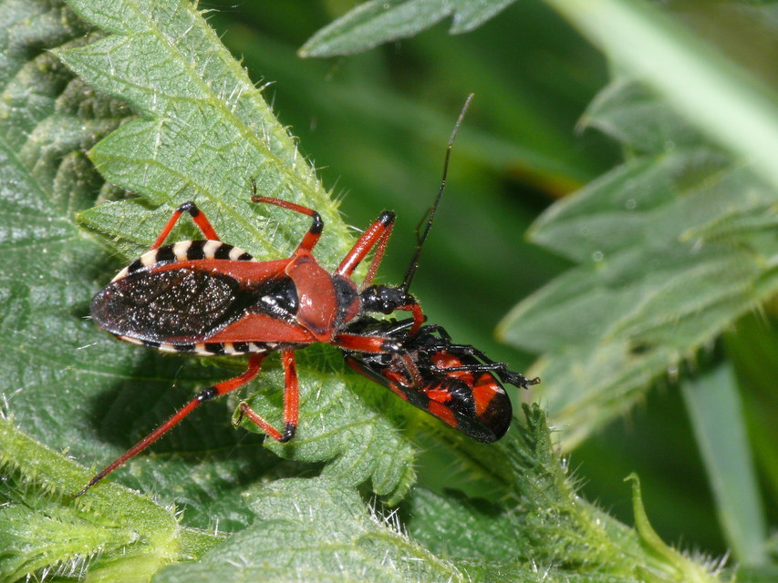 Rhynocoris iracundus - közönséges gyilkospoloska