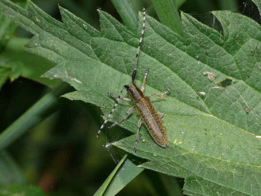 Agapanthia villosoviridescens - fehérgyűrűs bogáncscincér