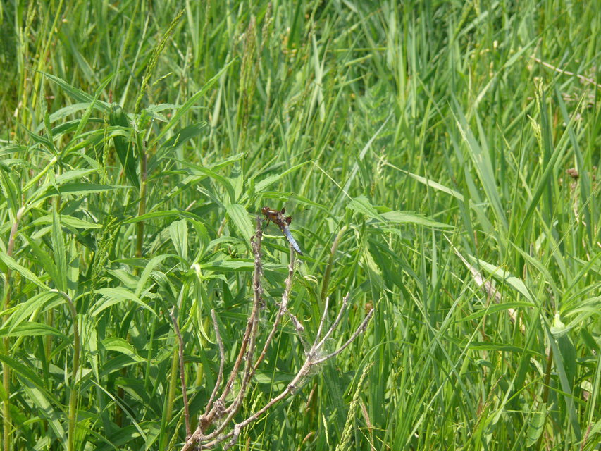 Libellula depressa - széles laposacsa