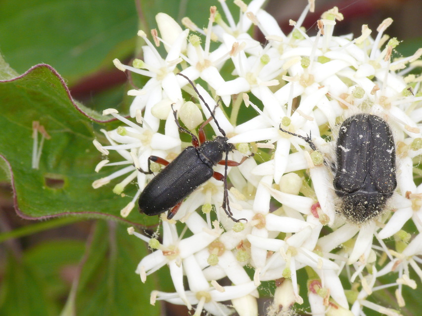 Cortodera villosa - bozontos cserjecincér