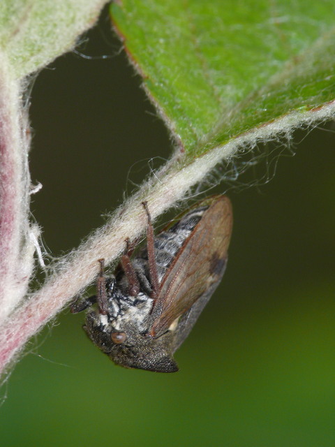 Centrotus cornutus - szarvaskabóca