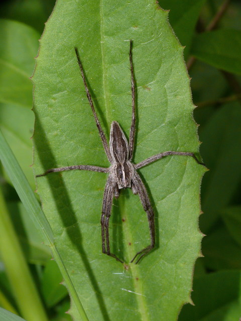 Pisaura mirabilis - csodáspók
