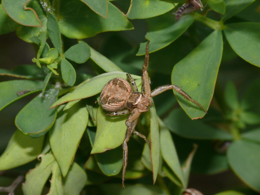 Xysticus