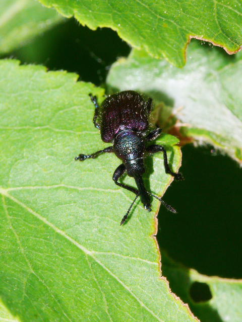 Rhynchitinae
