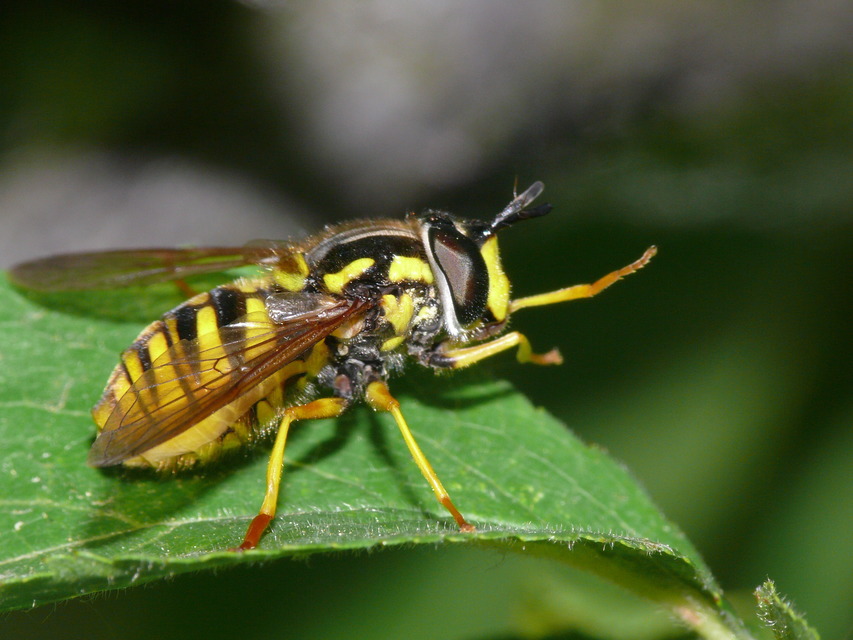 Chrysotoxum
