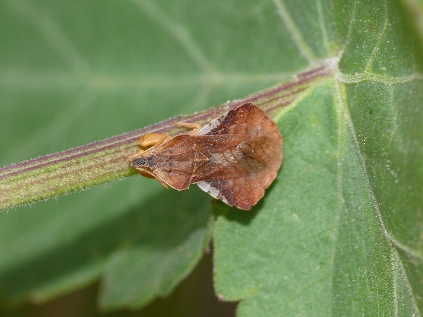 Phymata crassipes - fogólábú poloska