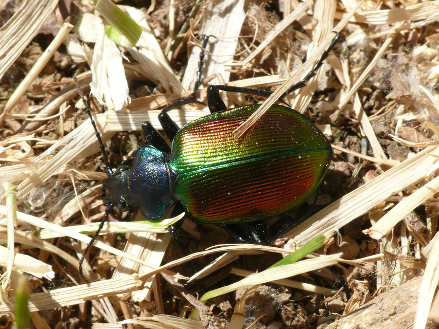 Calosoma sycophanta - aranyos bábrabló