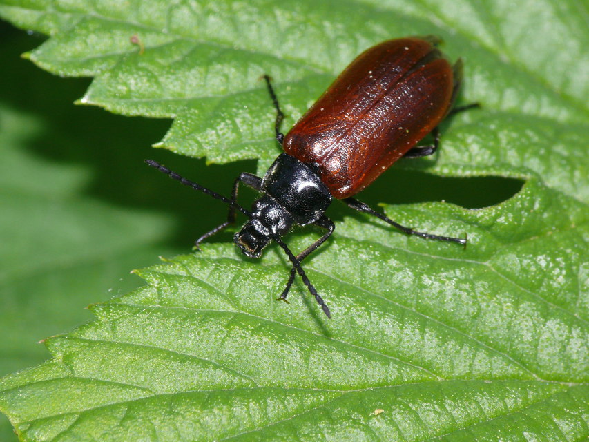 Omophlus proteus - közönséges pejbogár Omophlus proteus - közönséges pejbogár