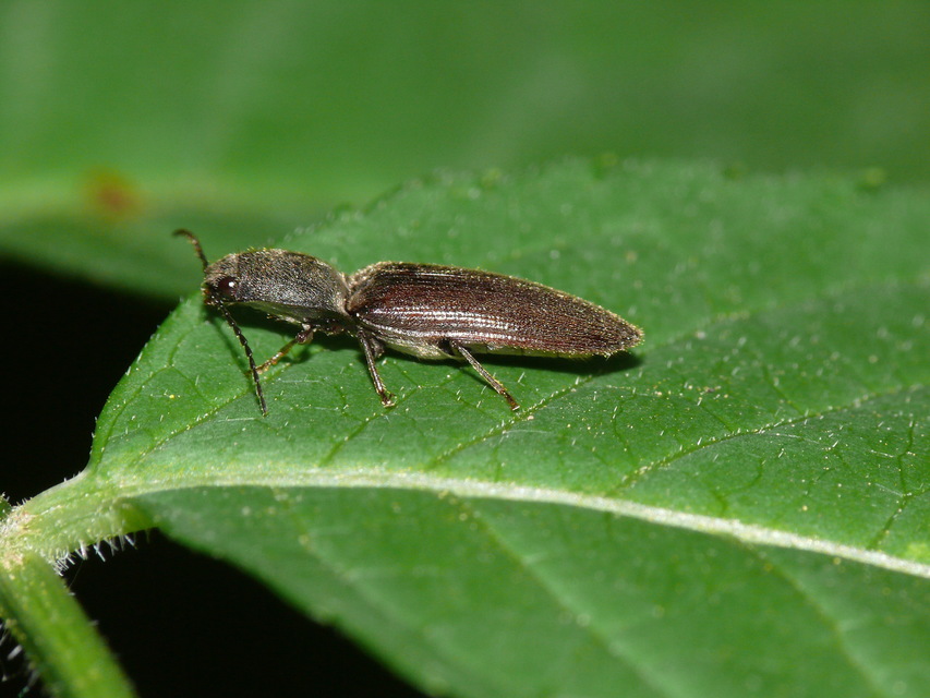Elateridae - pattanóbogárfélék