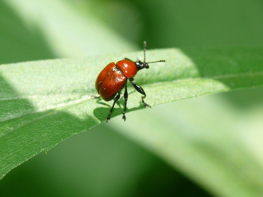 Attelabus nitens - tölgy-levélsodró
