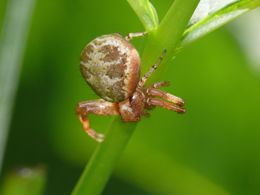 Xysticus