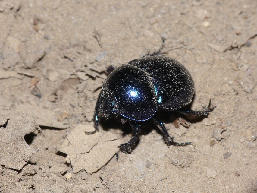Trypocopris vernalis - tavaszi álganéjtúró