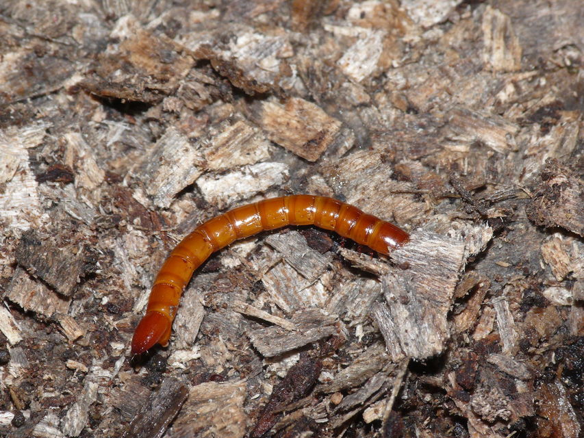 Elateridae - pattanóbogárfélék
