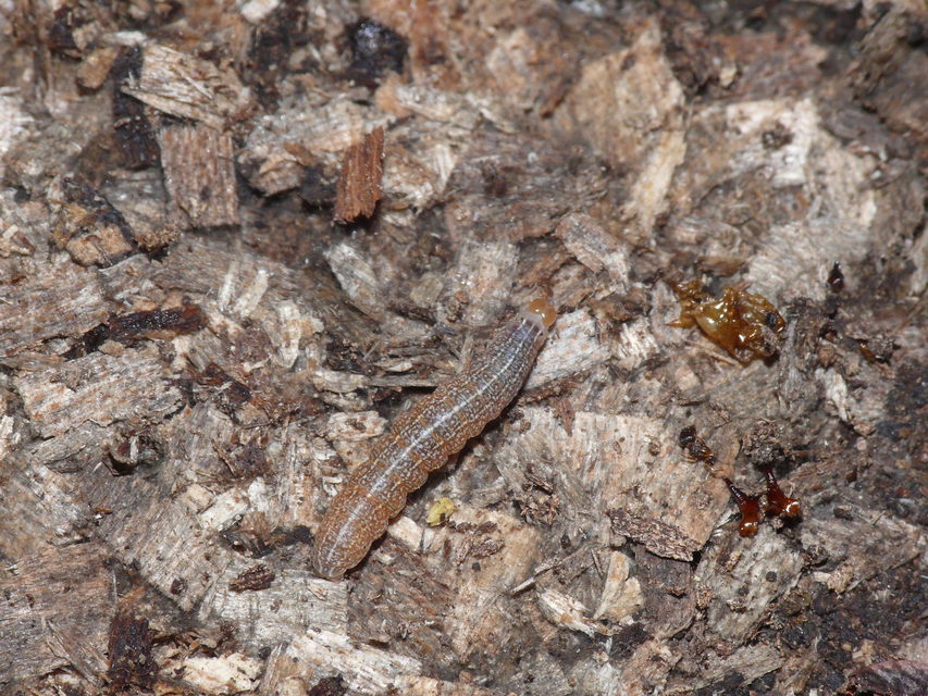 Agrochola