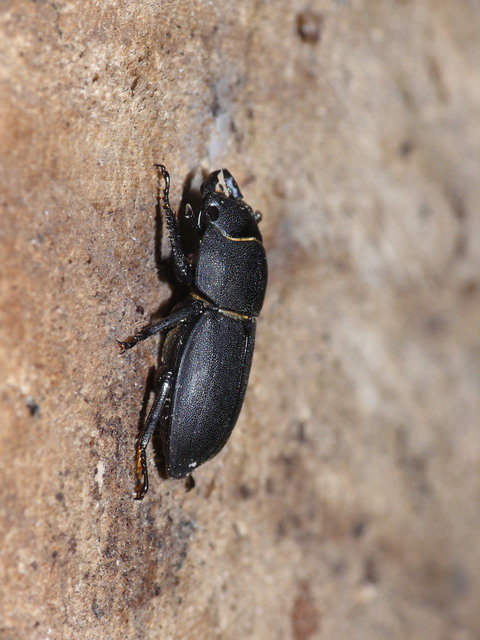 Dorcus parallelipipedus - kis szarvasbogár