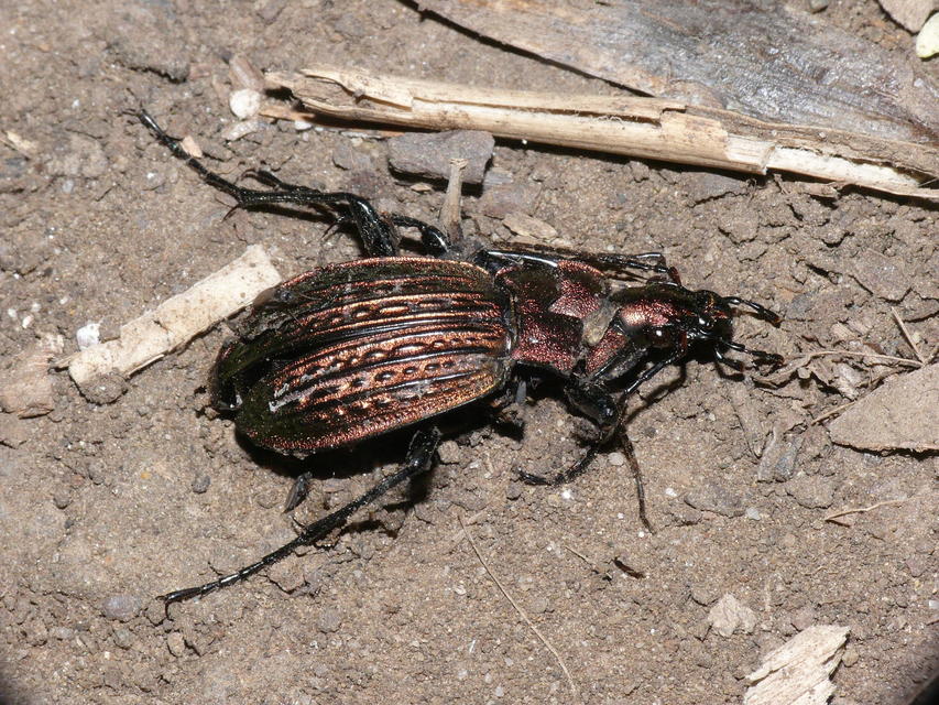 Carabus cancellatus - ragyás futrinka