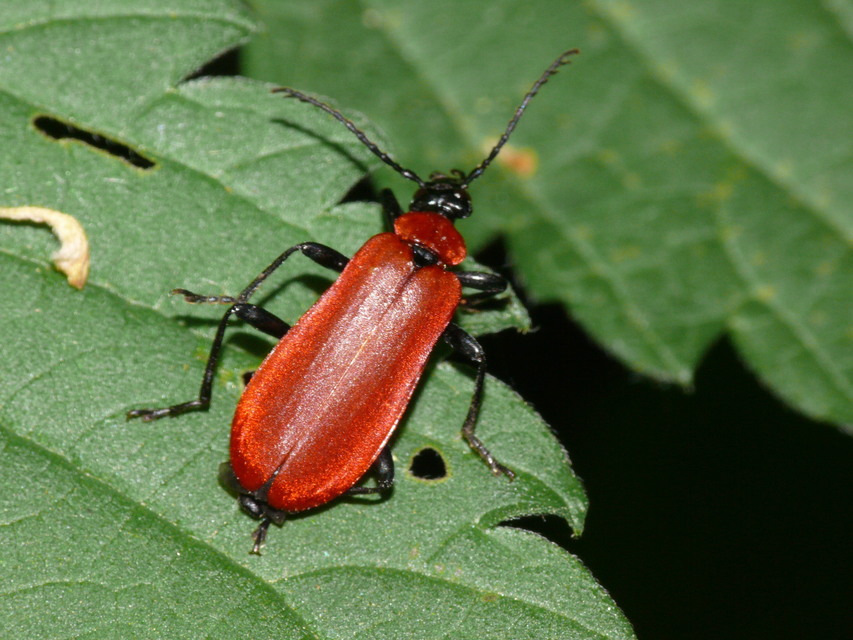 Pyrochroa coccinea - nagy bíborbogár