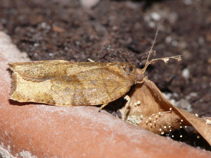 Tortricinae