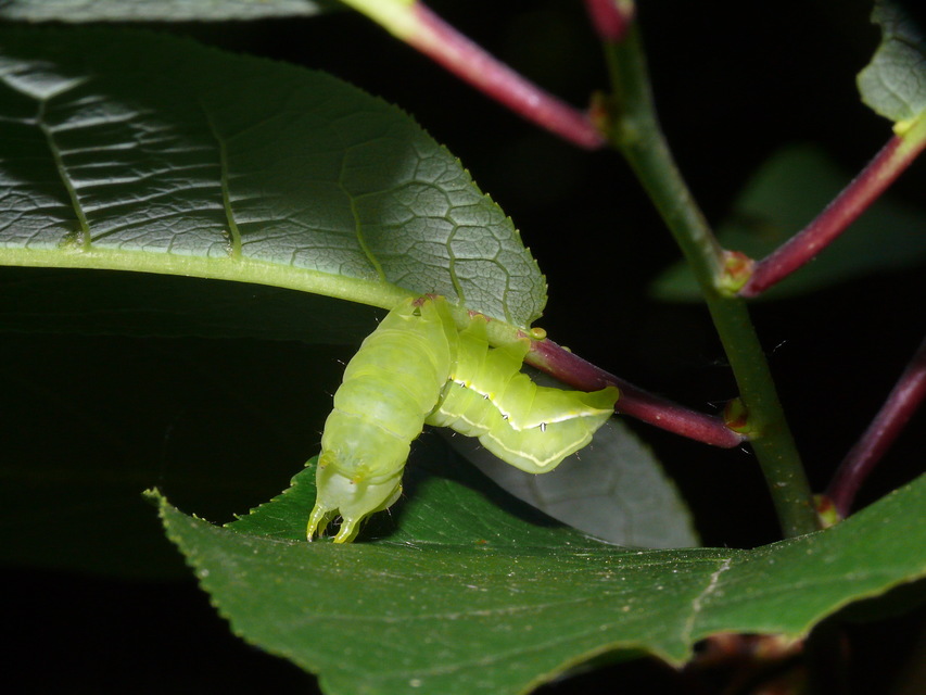 Asteroscopus sphinx - csillagnéző bundásbagoly
