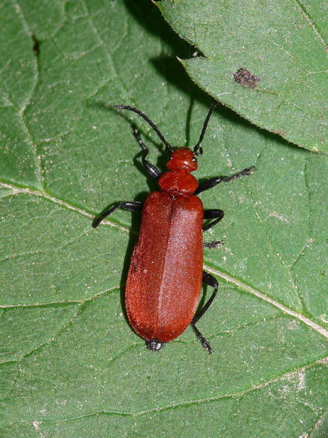 Pyrochroa serraticornis - közép-bíborbogár