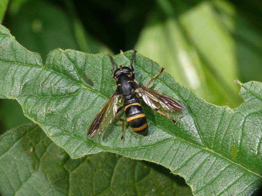 Temnostoma bombylans - fekete tigrislégy