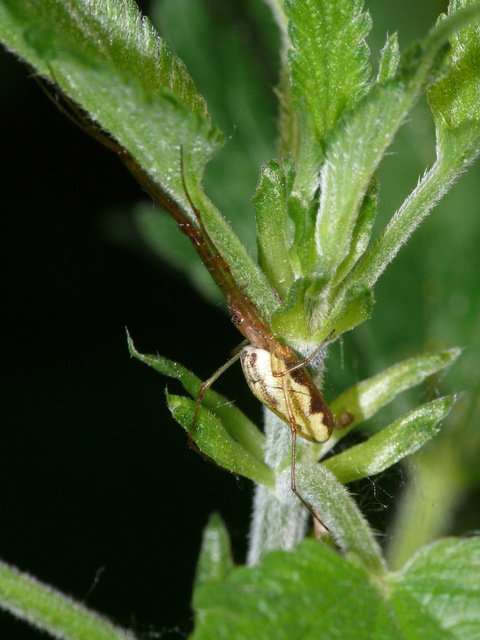 Tetragnatha