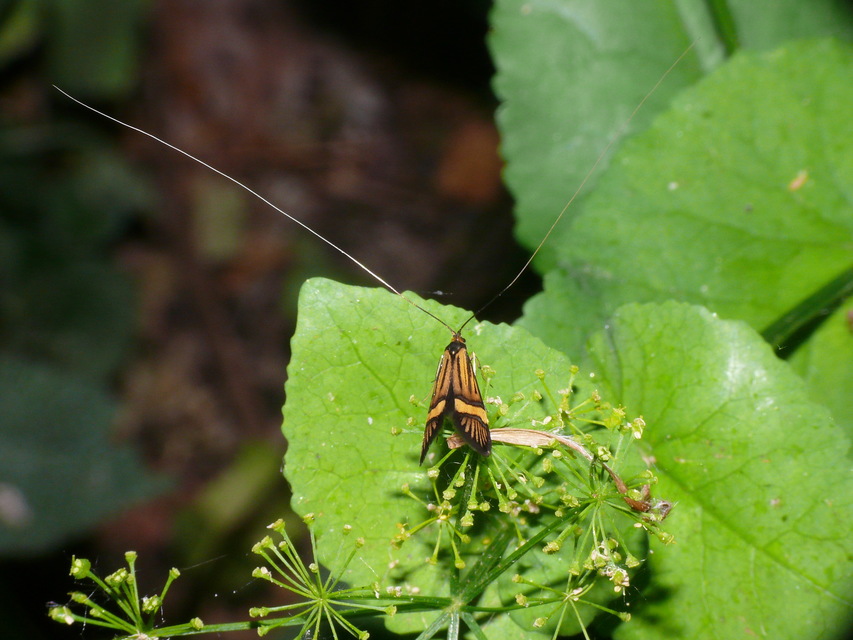 Nemophora degeerella - pompás tőrösmoly