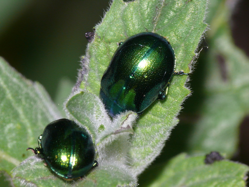 Chrysolina herbacea - zöld mentalevelész