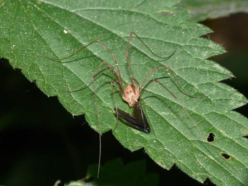 Rilaena triangularis