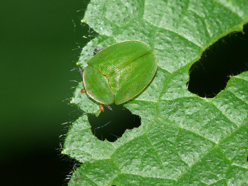 Cassida viridis - zöld pajzsbogár Cassida viridis - zöld pajzsbogár