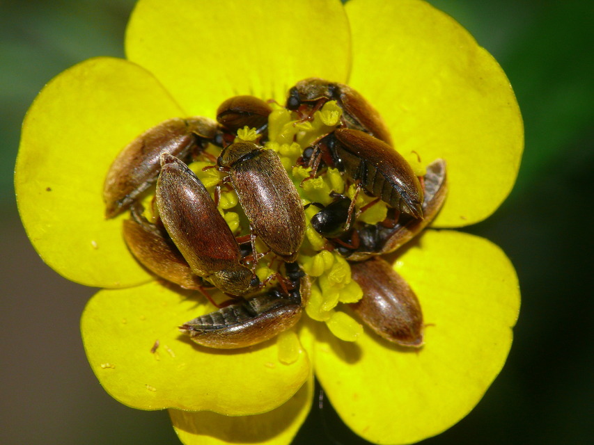 Byturus ochraceus - gyömbérgyökérbogár