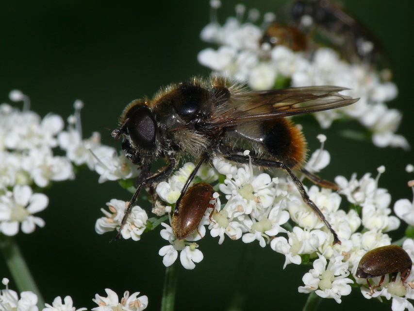 Cheilosia illustrata - tarkaszőrű bronzlégy