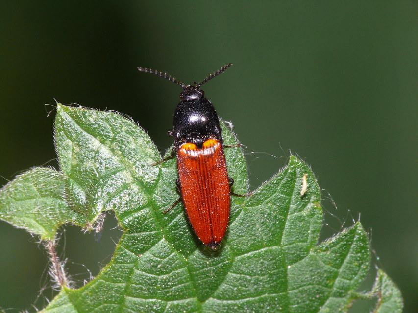 Ampedus