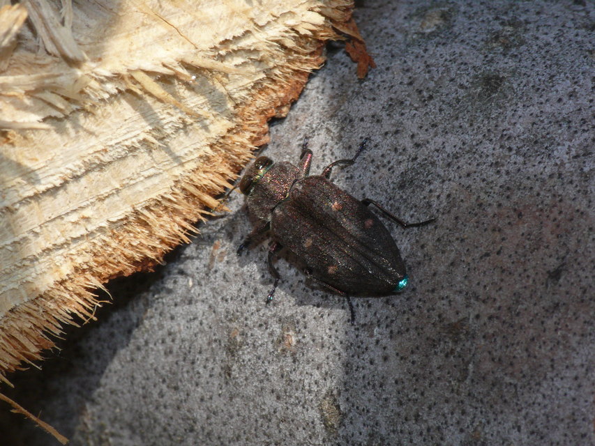 Chrysobothris affinis - aranypettyes díszbogár
