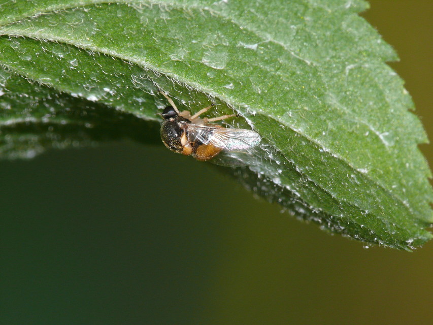 Acroceridae - gömblegyek