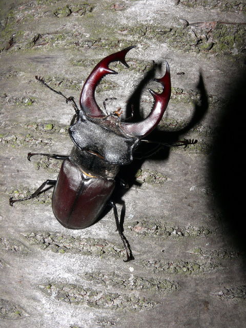 Lucanus cervus - nagy szarvasbogár