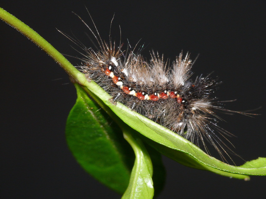 Acronicta rumicis - sóska-szigonyosbagoly