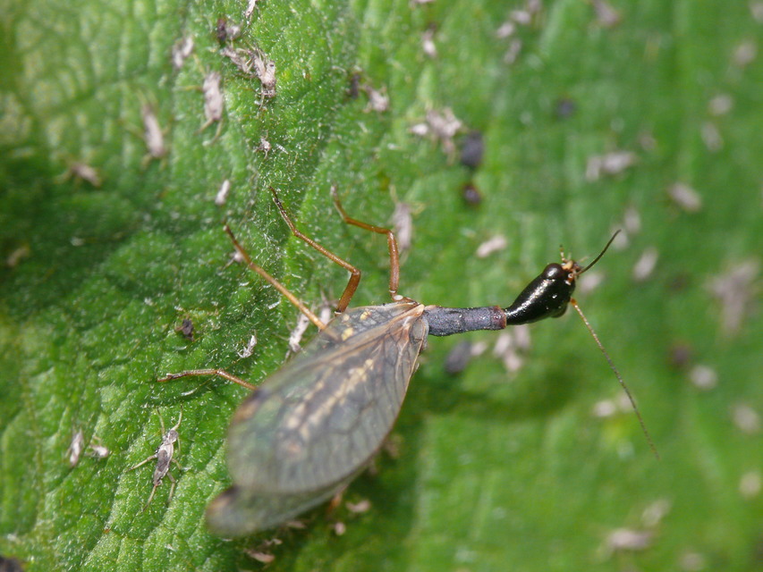 Raphidioptera - Tevenyakú-fátyolkák