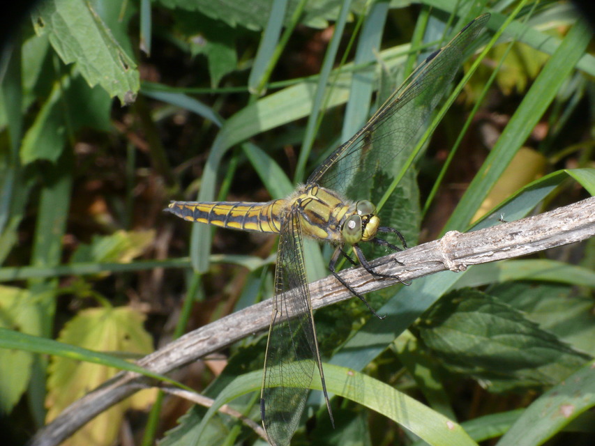 Orthetrum cancellatum - feketefarkú pásztorszitakötő