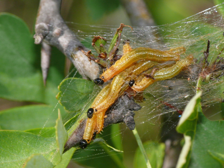 Neurotoma