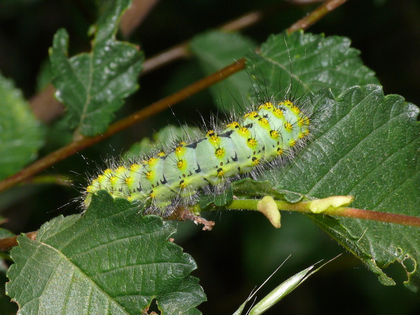 Saturnia pavoniella/pavonia